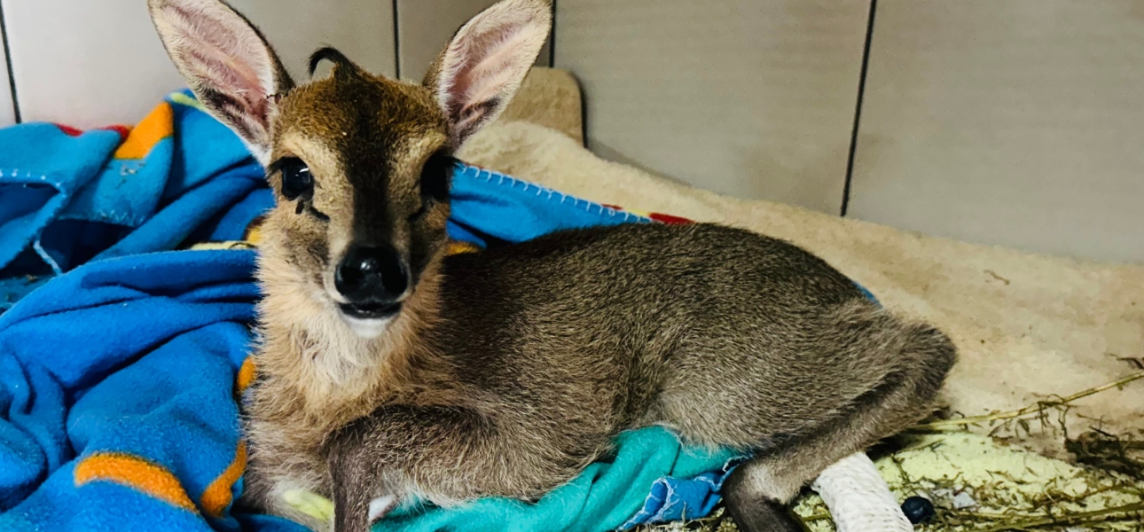 Südafrikas tierische Glückskinder 2024